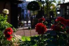 MI0_4099_21113 MI0_4099_21113